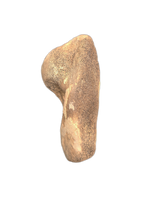 Dolphin Humerus, Calvert Formation, 15-27 Milion Years Old
