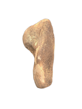 Dolphin Humerus, Calvert Formation, 15-27 Milion Years Old