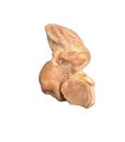 Dolphin (Araeodelphis) Ear Bone, Calvert Formation, 15-27 Milion Years Old