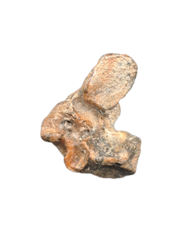 Eurhinodelphis? (Dolphin) Ear Bone, Calvert Formation, 15-27 Milion Years Old