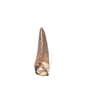Tyrannosaurus Rex Tooth