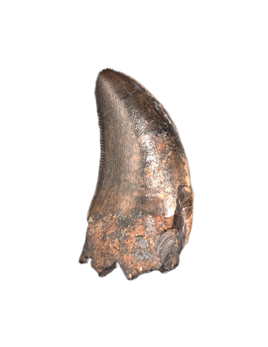 Tyrannosaurus Rex Tooth