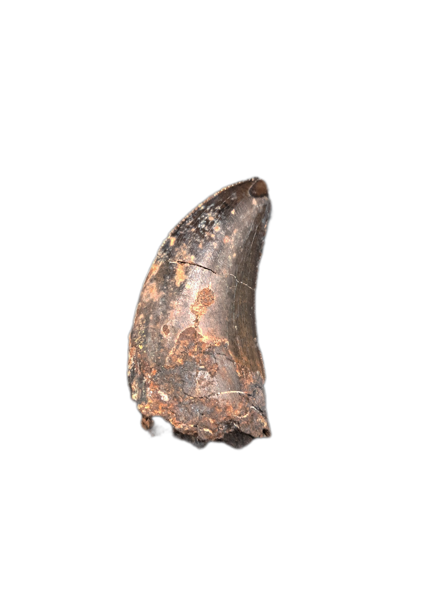 Tyrannosaurus Rex Tooth| The Daily Rex