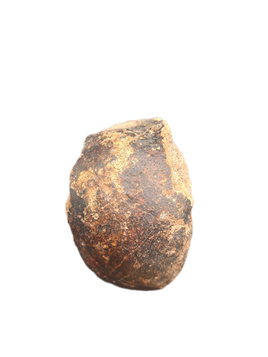 Triceratops Occipital Condyle