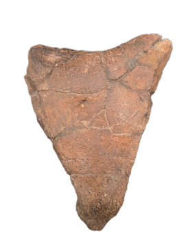 Triceratops Frill Section