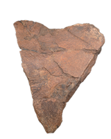 Triceratops Frill Section