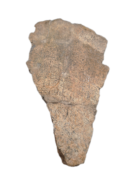 Triceratops Frill Section