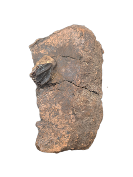 Triceratops Frill Section with Triceratops Tooth