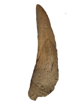 Triceratops Horn
