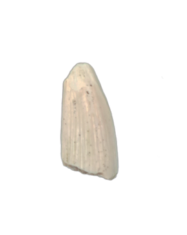 Early Tetrapod or Lobed Finned Fish Tooth, Ketleri Formation, Late Devonian