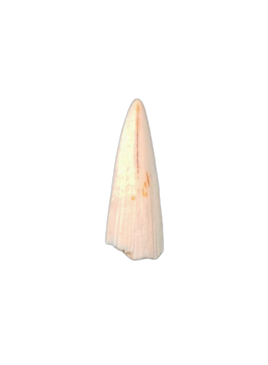 Early Tetrapod or Lobed Finned Fish Tooth, Ketleri Formation, Late Devonian