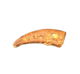 Theropod Dinosaur Claw, Kem Kem