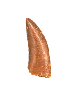 Huge Abelisaur tooth from the Kem Kem Beds of Morocco