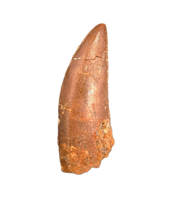 Huge Abelisaur tooth from the Kem Kem Beds of Morocco