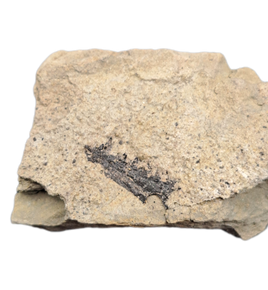 Lizard Jaw Section, Morrison Formation