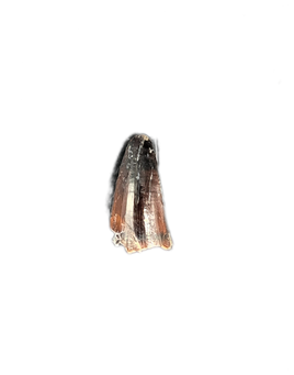 Mosasaur Tooth, Cretaceous of Texas