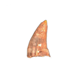 Mosasaur Tooth, Cretaceous of Texas