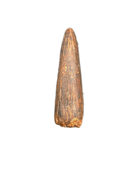 Crocodylomorph Tooth, Bissekty Formation, Uzbekistan.