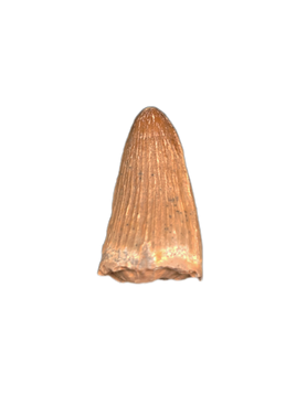 Crocodile Tooth, Bissekty Formation, Uzbekistan.