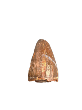 Crocodile Tooth, Bissekty Formation, Uzbekistan.
