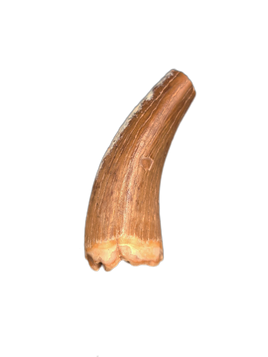 Plesiosaur Tooth, Bissekty Formation, Uzbekistan.
