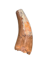 Plesiosaur Tooth, Bissekty Formation, Uzbekistan.