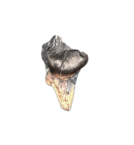 Ankylosaurus Tooth