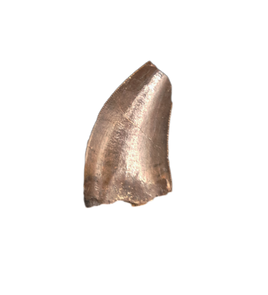 Nanotyrannus Tooth