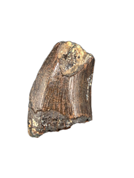 Tyrannosaur Tooth