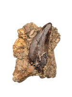 Tyrannosaur Tooth, Hell Creek Formation