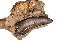 Tyrannosaur Tooth, Hell Creek Formation
