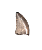 Nanotyrannus Tooth