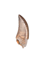 Dakotaraptor Tooth