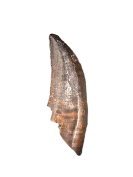 Dakotaraptor Tooth, Partial Root