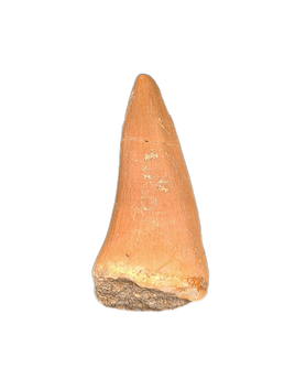 Gavialimimus Tooth, Morroco (Mosasaur)