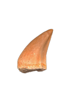 Pluridens Tooth, Morroco (Mosasaur)