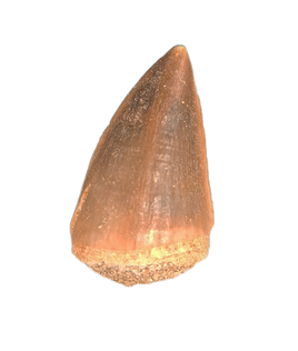 Thalassotitan Tooth, Morroco (Mosasaur)