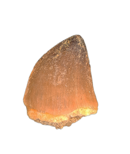 Thalassotitan Tooth, Morroco (Mosasaur)