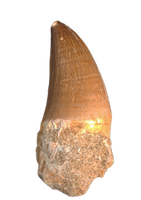 Thalassotitan Tooth, Morroco (Mosasaur)