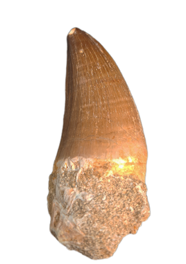 Thalassotitan Tooth, Morroco (Mosasaur)