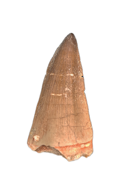 Hainosaurus Tooth, Morroco (Mosasaur)