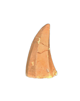 Mosasaurus Tooth, Morocco