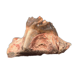 Oreodont Jaw Section