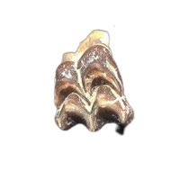 Oreodont Tooth