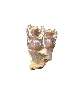 Oreodont Tooth