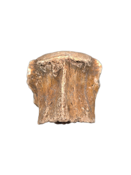 Oreodont Vertebrae