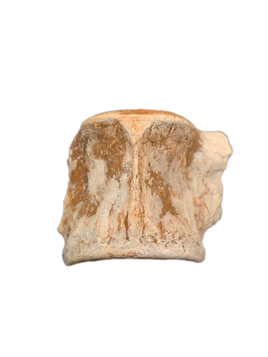 Oreodont Vertebrae