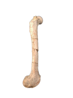 Oreodont Femur