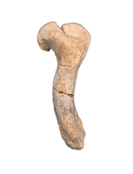 Turtle Femur, White River