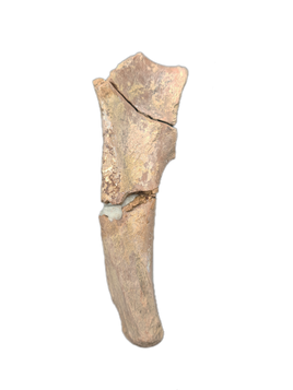 Subhyracodon Calcaneus, White River